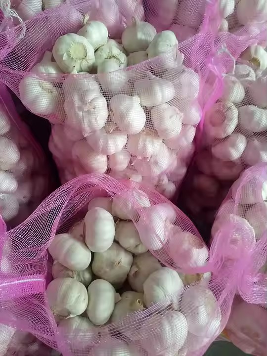 Fresh White  garlic